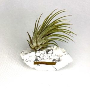 Raw Crystal White Howlite Reikimialma & Air Plant